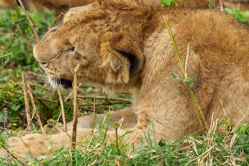 young lion, likely a cub or juvenile, resting in a grassy area.