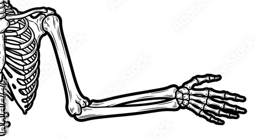 Human skeleton arm and ribcage.