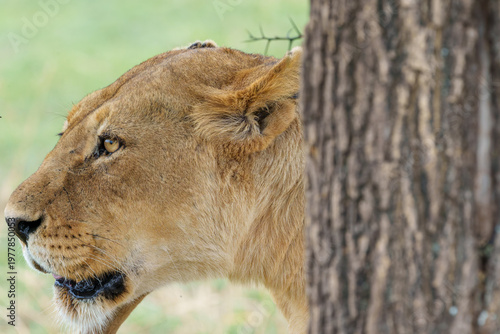 side profile shot of a lioness (Panthera leo) in a natural environment, partially obscured by a tree trunk in Serengeti Tanzania