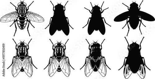 House fly silhouette set, common insect collection, black bug icons, pest control design elements, nature wildlife vector, anatomical fly illustration.