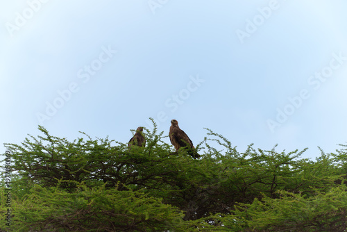 A majestic Tawny Eagle (Aquila rapax) perched on top acacia tree in Serengeti.