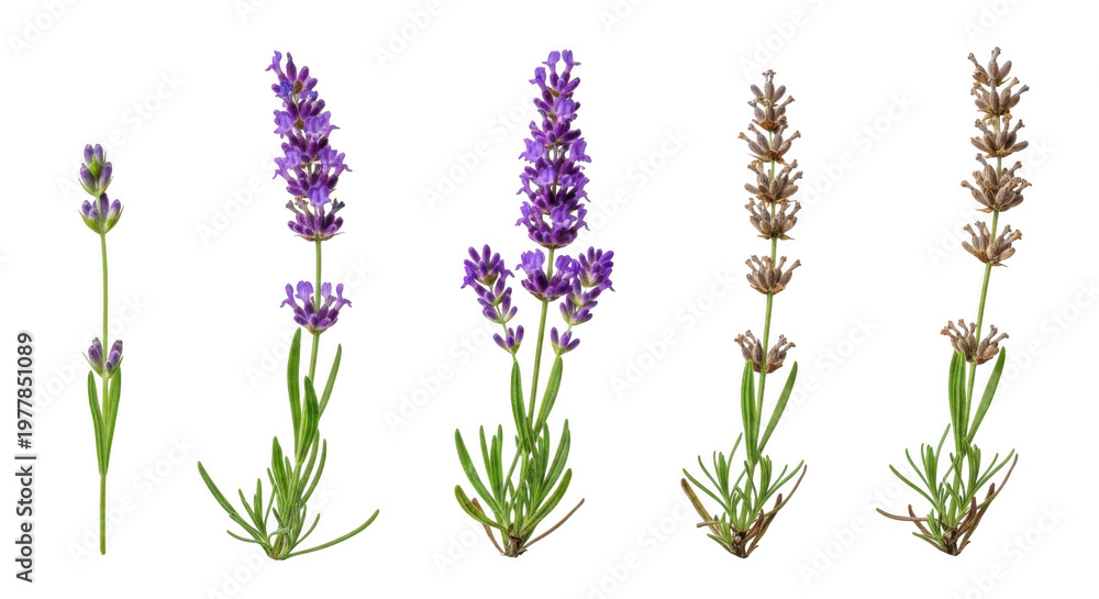 Fototapeta premium A collection of lavender flowers in various shades and stages of bloom