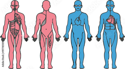 Human Body Anatomy Set with Internal Organs, Muscle Structure and Male Female Figures Flat Vector Illustration Collection for Medical Education Design