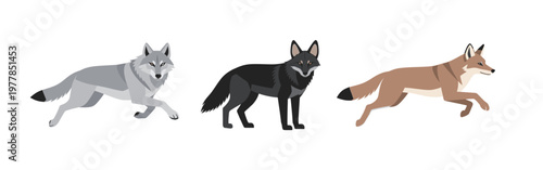 Set of Different Wild Wolves and Coyotes Icons in Flat Design Style, Gray Timber Wolf, Black Wolf and Red Coyote Isolated on White Background
