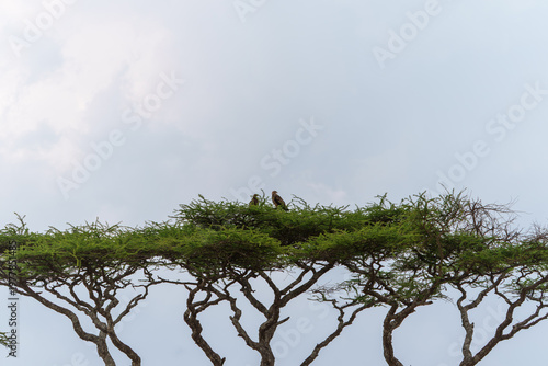 A majestic Tawny Eagle (Aquila rapax) perched on top acacia tree in Serengeti.