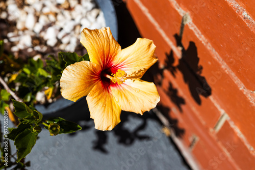 yellow hibiscus plant in pot beside red brick exterior house wall