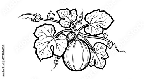 Detailed illustration of a gourd plant.