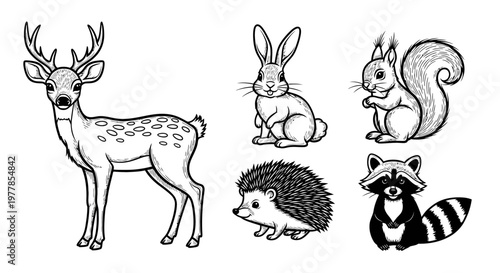 Deer rabbit squirrel hedgehog raccoon animals.