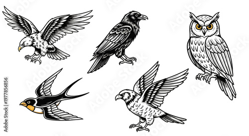 Collection of birds in flight illustration.
