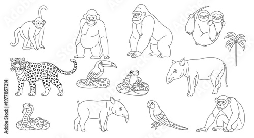 Variety of jungle animals illustrations.