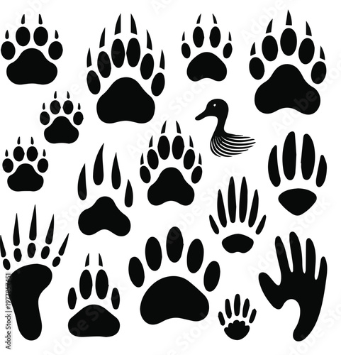 Created on Animal footprints. Wild, domestic pet paw prints, feet and claws imprint. Cat, horse and bear, cow and deer, dog and duck, monkey silhouette foot stamps vector art on white background