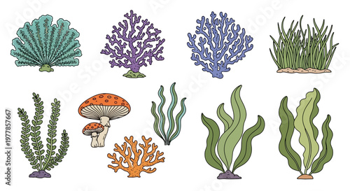 Colorful illustrations of various seaweeds.