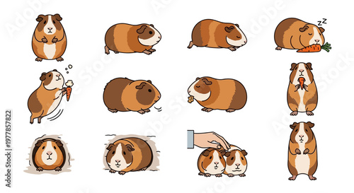 Cute brown guinea pigs variety.