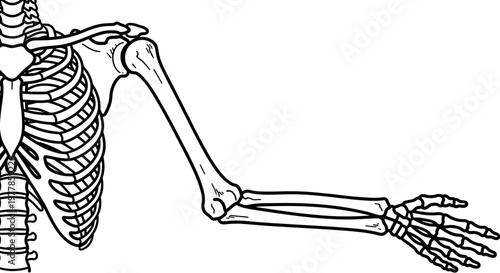 Human Skeleton Arm Bones Anatomy.
