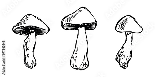 Hand drawn mushroom doodle set Botanical illustration Cute autumn mushroom Healthy eco food Organic vegetarian food For stickers, greeting card, design, print, packaging, decor, kids books