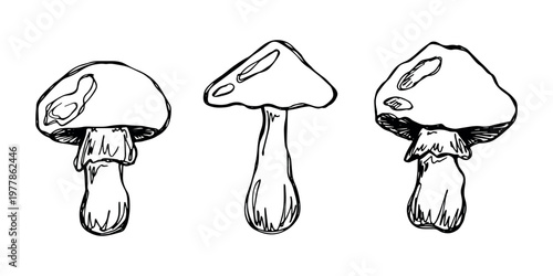 Hand drawn mushroom doodle set Botanical illustration Cute autumn mushroom Healthy eco food Organic vegetarian food For stickers, greeting card, design, print, packaging, decor, kids books