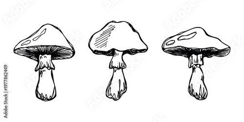 Hand drawn mushroom doodle set Botanical illustration Cute autumn mushroom Healthy eco food Organic vegetarian food For stickers, greeting card, design, print, packaging, decor, kids books