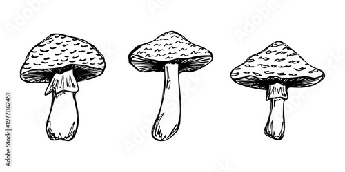 Hand drawn mushroom doodle set Botanical illustration Cute autumn mushroom Healthy eco food Organic vegetarian food For stickers, greeting card, design, print, packaging, decor, kids books