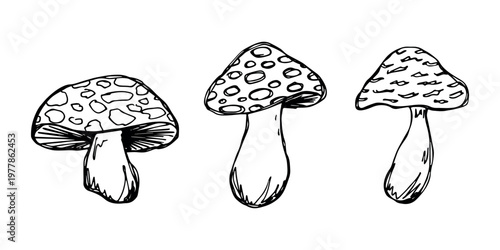 Hand drawn mushroom doodle set Botanical illustration Cute autumn mushroom Healthy eco food Organic vegetarian food For stickers, greeting card, design, print, packaging, decor, kids books