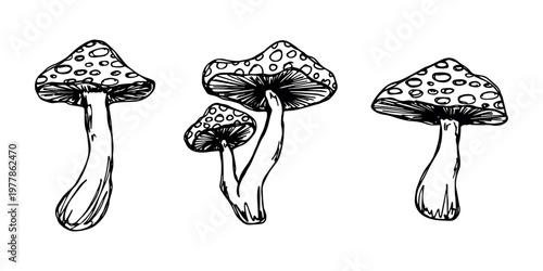 Hand drawn mushroom doodle set Botanical illustration Cute autumn mushroom Healthy eco food Organic vegetarian food For stickers, greeting card, design, print, packaging, decor, kids books