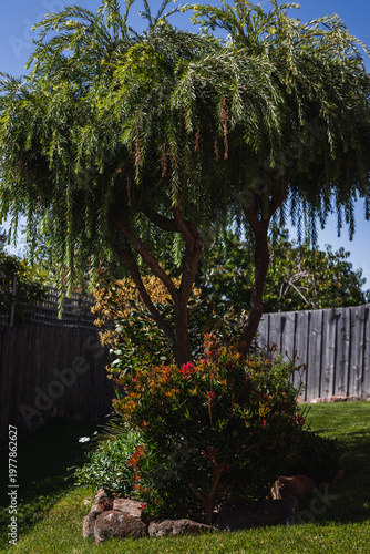 weeping callistemon tree in australian backyard garden under harsh sunlight