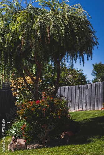 weeping callistemon tree in australian backyard garden under harsh sunlight
