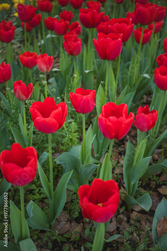 Fotografía Red Tulips Swaying Gently in the Wind in Spring Garden