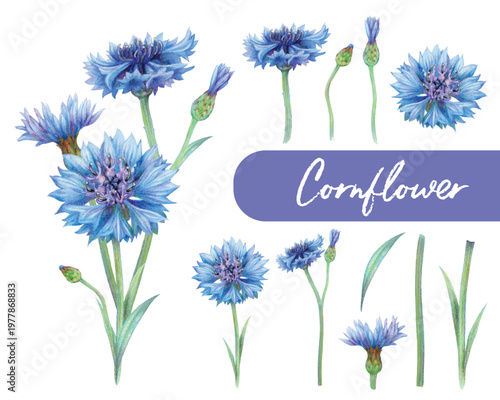 Cornflower hand drawn with color pencil drawing isolated on transparent background