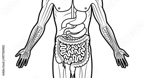 Human Body Internal Organ Anatomy.