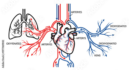 Human Heart Blood Circulation System.