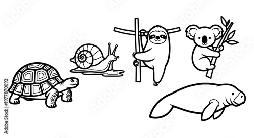 Turtle snail koala sloth seal animals.
