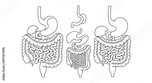 Human Intestine Anatomy Medical Illustration.