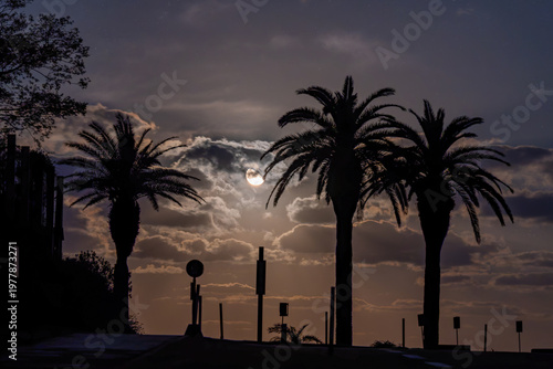 月夜のヤシ並木