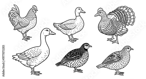 Variety of domesticated bird species standing.