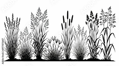 Black Silhouette of Meadow Grass and Cereal Grain Stems on White Background Set of Botanical Wild Plants Wheat Oat and Barley Illustration for Graphic Design