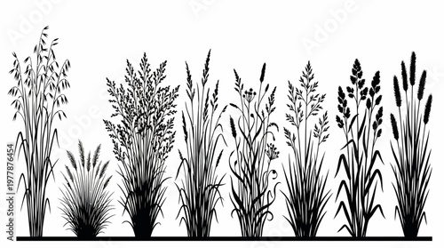 Black Silhouette Collection of Wild Grasses Grains and Meadow Plants Isolated on White Background for Elegant Nature Graphic Design and Botanical Illustrations.