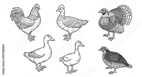Group of ducks and domestic fowl.