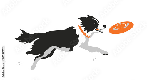 A border collie joyfully leaps to catch a colorful flying disc