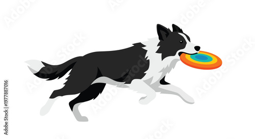 A border collie mid air eagerly chasing a colorful flying disc