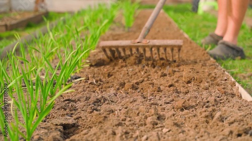 Wallpaper Mural Raking plowed soil on garden bed close-up slow motion. Green garlic growing on half of the bed in spring Torontodigital.ca