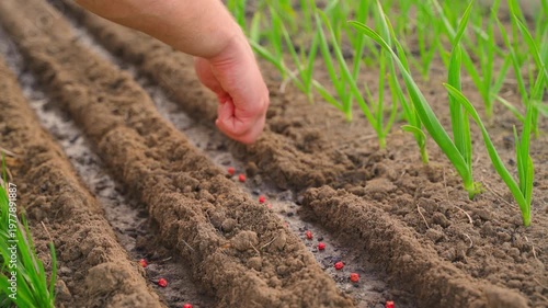 Wallpaper Mural Male hand planting red pea seeds into garden bed. Two watered furrows in soil prepared for sowing Torontodigital.ca