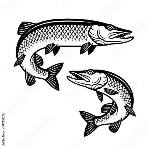 Predatory Pike Fish Illustration