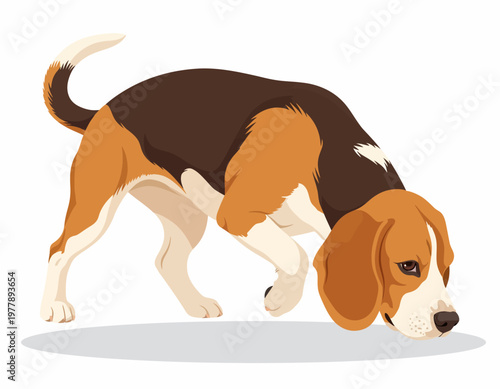 Detailed vector illustration of a tricolor beagle dog with its head down, sniffing the ground.