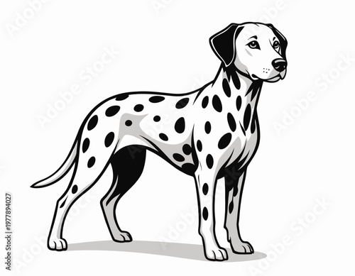 A detailed vector illustration of a stunning dalmatian dog with distinctive spots in a poised pose. It's a striking and memorable illustration