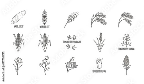 Minimal Thin Line Doodle Set of Cereal Grain Plants and Agriculture Icons Including Wheat, Rice, Barley, and Millet Vector Illustration