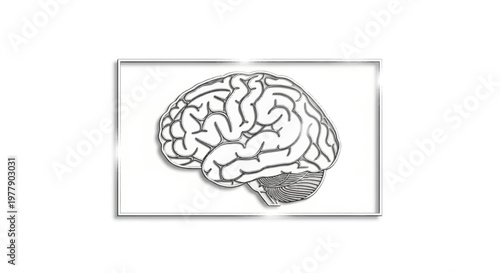 Detailed Anatomical Illustration of Human Brain, Cerebrum, Cerebellum, and Brainstem