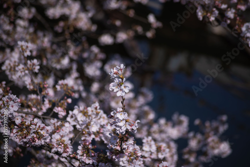 Cherry blossoms at the public park in Tokyo in spring
