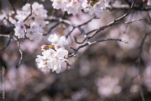 Cherry blossoms at the public park in Tokyo in spring