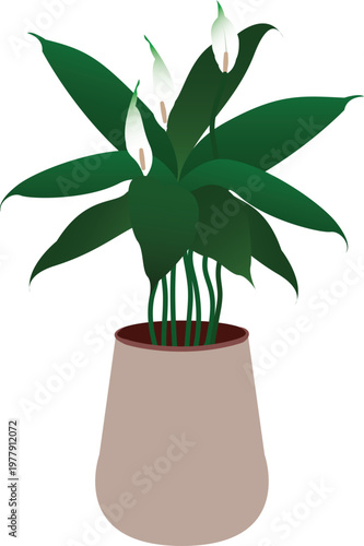 This tropical peace lily vector is perfect for botanical designs, home decor, and nature-themed projects.