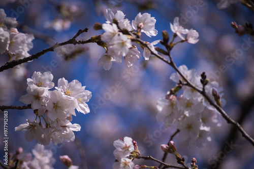 Cherry blossoms at the public park in Tokyo in spring